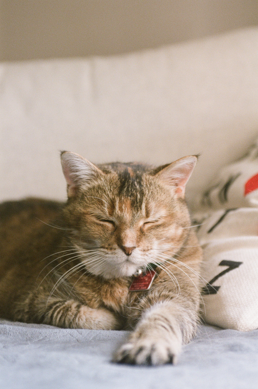 Furwarm pet
