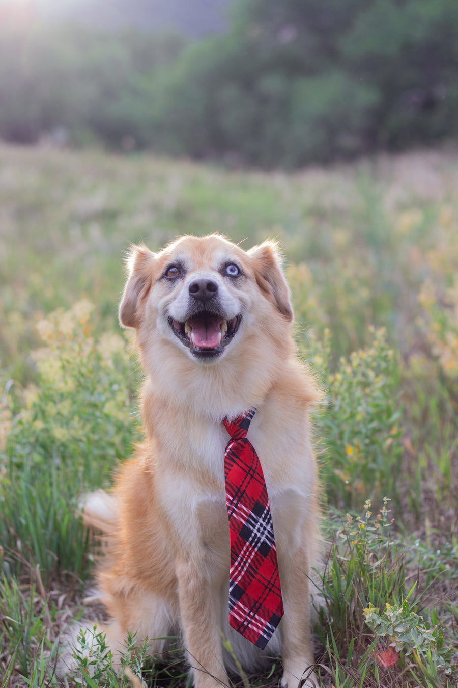 Furwarm pet