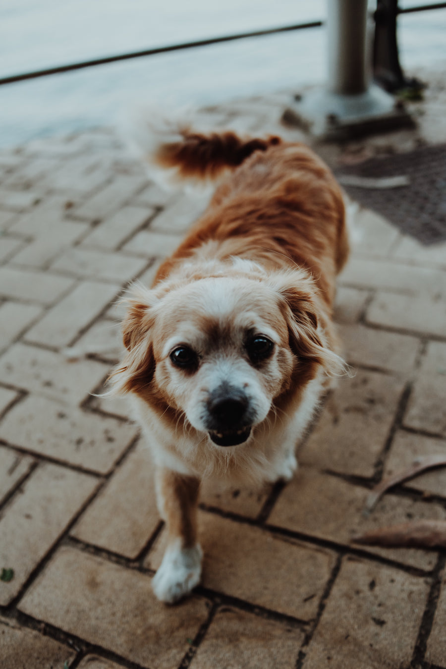 Furwarm pet